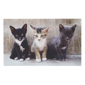 Doormat kittens